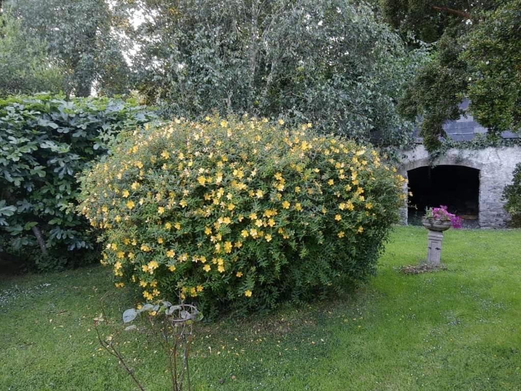 Kilmahon House, P25A973 Bed and Breakfast Shanagarry Εξωτερικό φωτογραφία